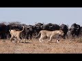 How Lion Hunting Buffalo In The Wild