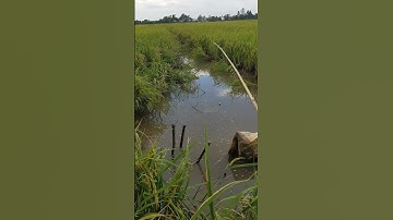 cá rô đồng trong ruộng lúa