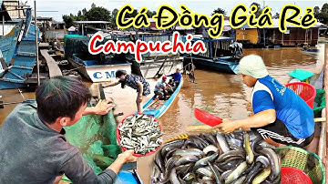 Sản Vật cá đồng giá rẻ mùa nước nổi vùng biên giới campuchia về VIỆT NAM