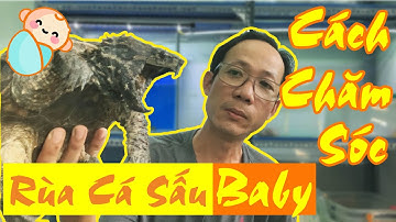 Cách Chăm Sóc Rùa Cá Sấu Baby - Alligator Snapping Turtle | Vũ Lê Channel