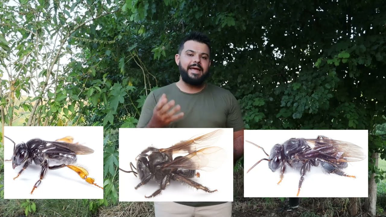 Por que criar Abelha Arapuá?