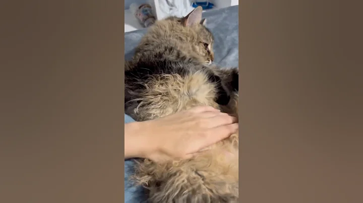 Video 11247381: maine coon cat purr, maine coon mix cat, maine coon cat cutecat, purr cute cat, funny cat purr