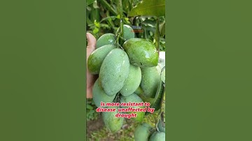 IMPORTANCE OF MULTIPLE ROOTSTOCK