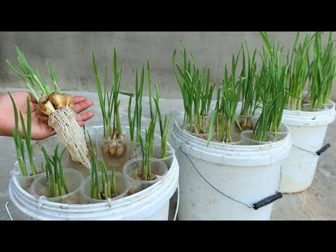 Video: Potted Garlic Plants - Ինչպես աճեցնել սխտորը կոնտեյներով