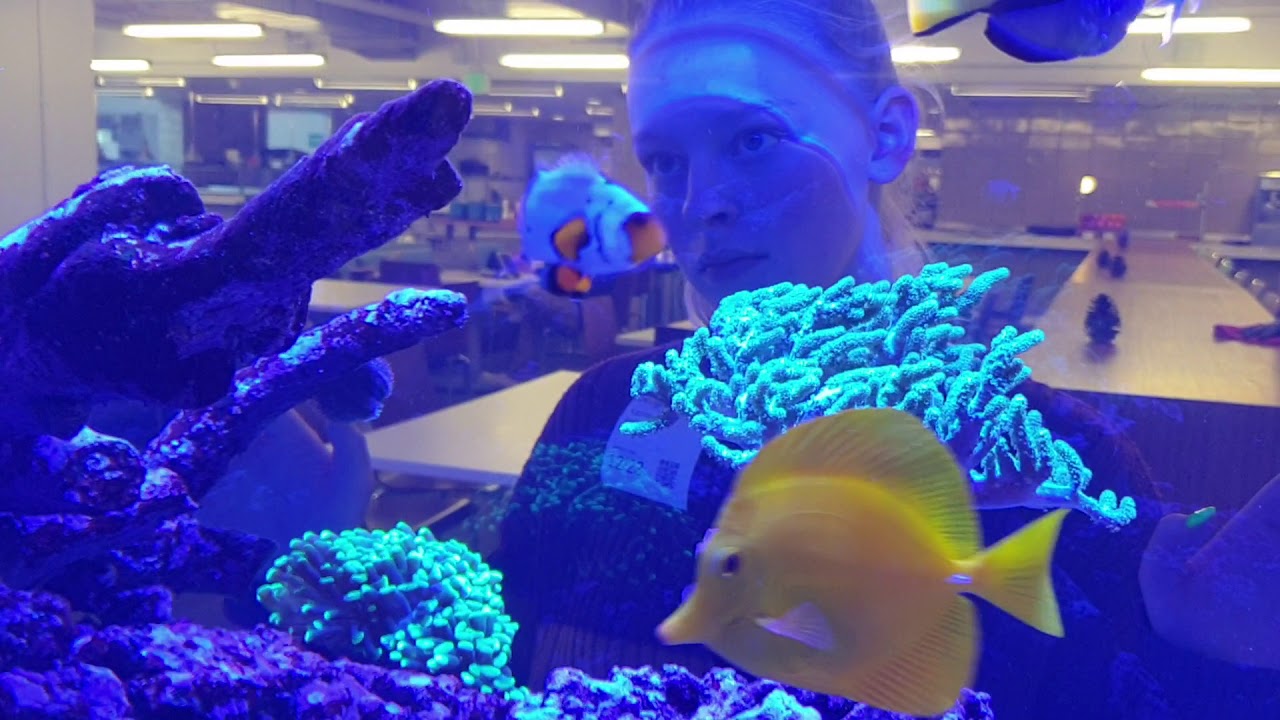 Google Fish Tank YouTube