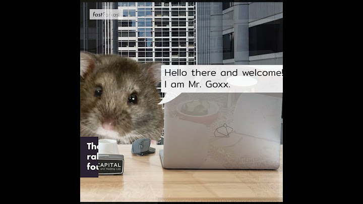 Meet the Crypto Trading Hamster Taking Over the Internet
