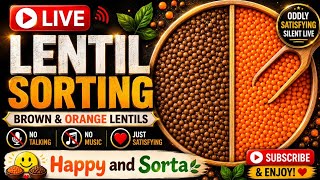 LIVE Lentil Sorting | Oddly Satisfying & Relaxing ASMR