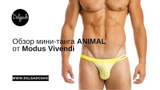 Обзор мужских мини-танга из коллекции Animal от Modus Vivendi - Видео от DELGADO