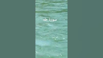القرآن الكريم ربيع قلوبنا #اكسبلور #المصحف #تلاوات_رائعة #تيك_توك