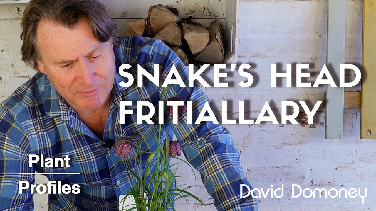 How to Grow Snake's Head Fritillary (the most beautiful garden plant)