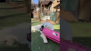 Lily リリー #greatpyrenees #todaysrunrun #グレートピレニーズ #今日のルンルン