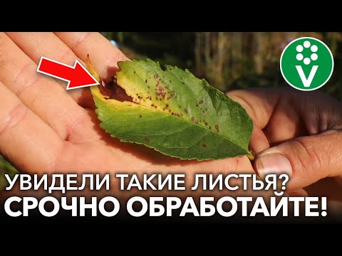 Сделайте ЭТО после сбора урожая ВИШНИ И ЧЕРЕШНИ 3 обязательных приема подкормка обработка обрезка