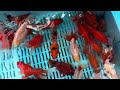 Extra Large Mixed Ryukin Goldfish from Blue Ridge Koi