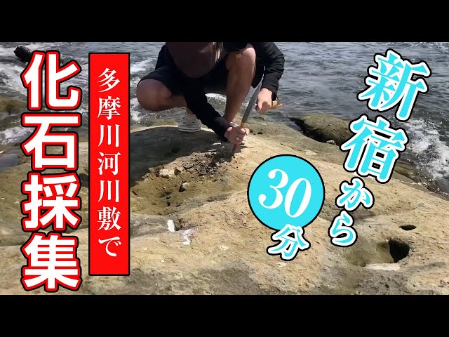Kawasaki in Kanagawa Prefecture. What is the fossil collecting