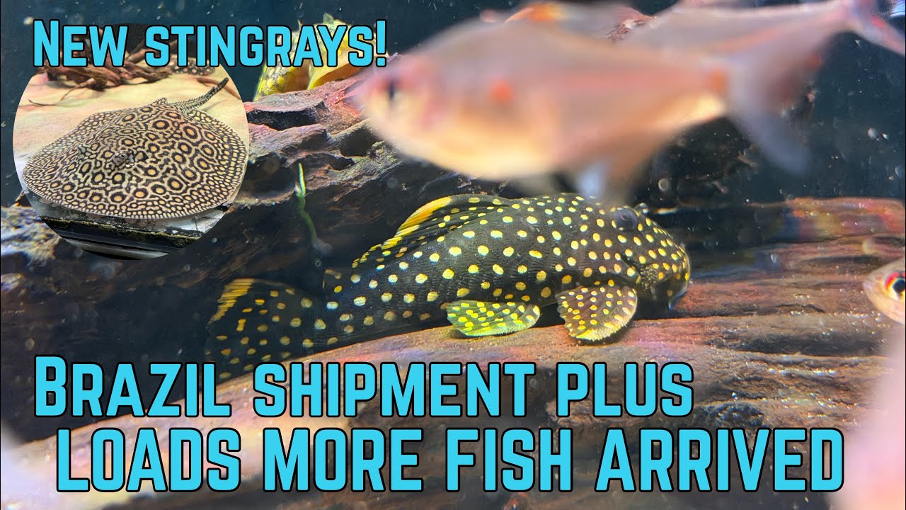 НОВАЯ РЫБА В URMSTON AQUATICS