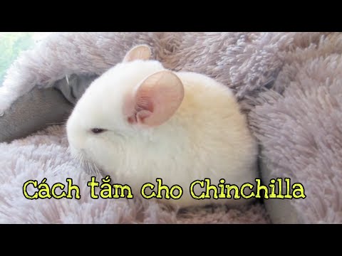 Video: Làm Thế Nào để Rửa Một Chinchilla