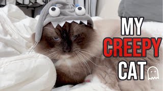 My Creepy Cat | Mypawsntails Funny Cat Videos