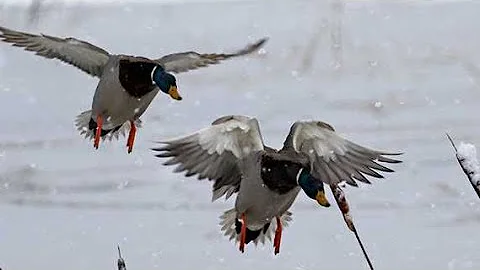 Late Season Waterfowling Ohio - Alum Creek