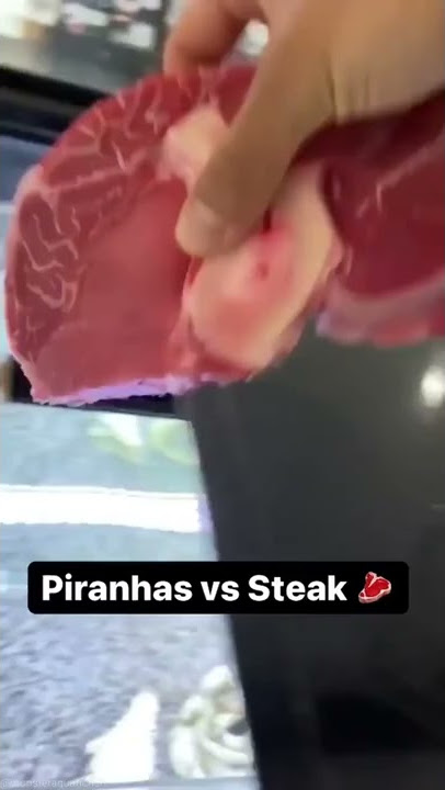 piranhas vs steak#aggressive#aquarium#feeding#piranha#possessive#subscribe#support#fish#steak#share