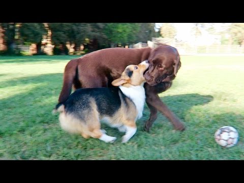 Video: Mbingarkesa E Bukurisë: Corgi Mbrojtëse Bëhet Miqtë Më Të Mirë Me Foshnjën