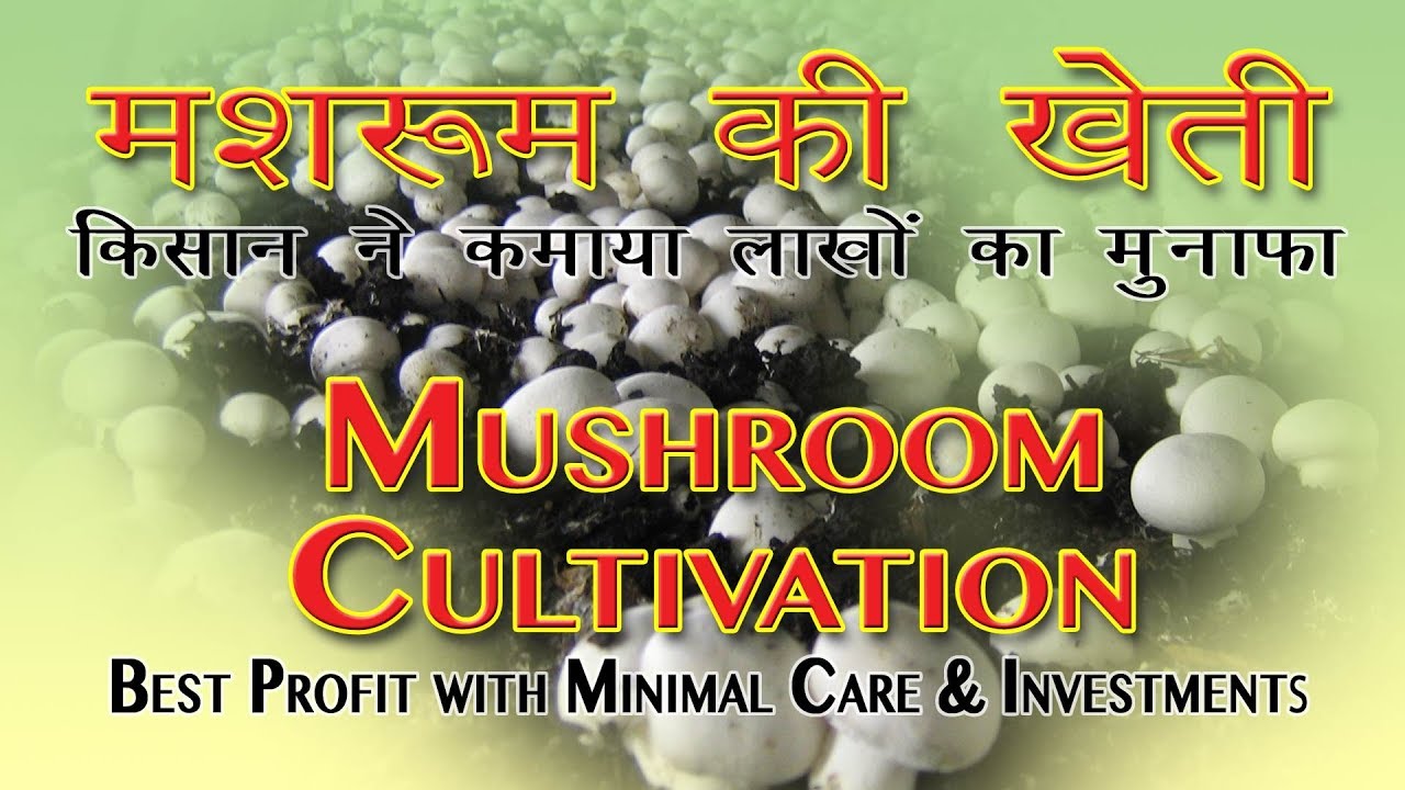 mushroom farming business plan in kannada