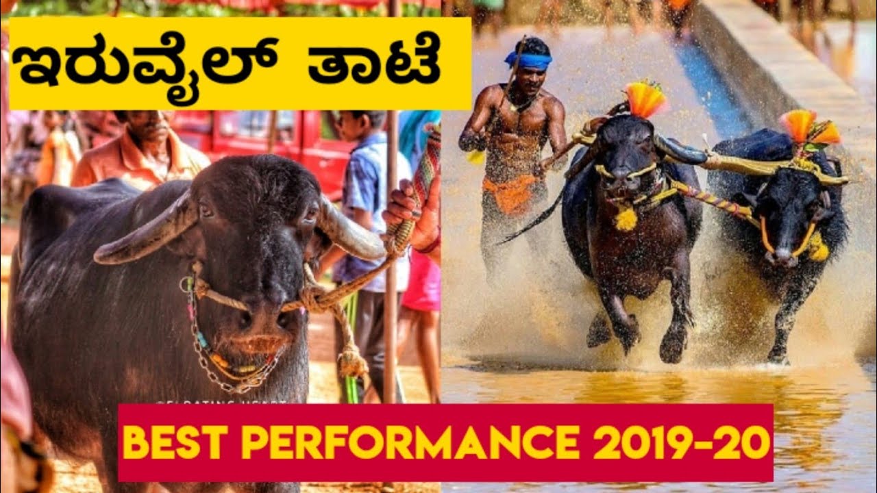 Iruvail Panila Thate Best Perfomance 2019-20 || Like,Share,Subscribe || Kambala 2019-20 || Thaate ||