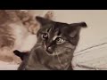 The cat turns its ears funny in slow motion #shorts