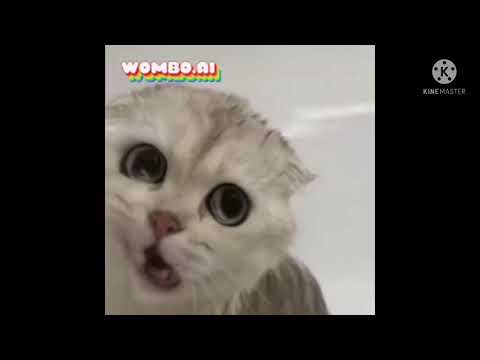 Effects Preview 2 Cat Deepfakes Wombo