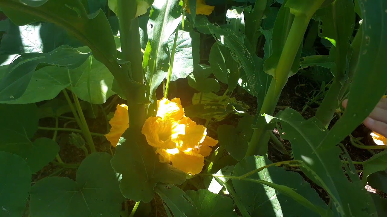 All About Squash and how to manually pollinate them. YouTube