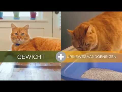 Video: Schimmelinfectie Van De Lagere Urinewegen Bij Katten