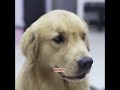 This dog has become the pillar of the family.#pets #dog #cute #shorts #funny