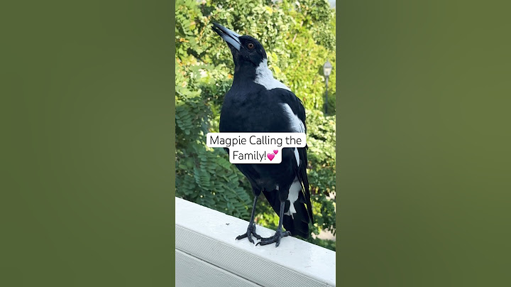 Australian magpie sound | Magpie Singing 🎵