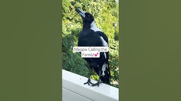 Australian magpie sound | Magpie Singing 🎵