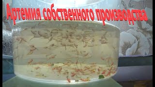 Артемия собственного разведения, кормим ей рыбок