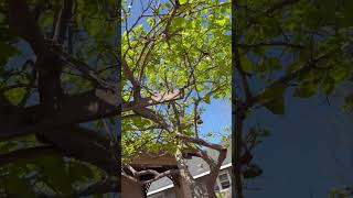 Persimmon Leaves, Starting in the Spring Season, California, USA #Daily Actions