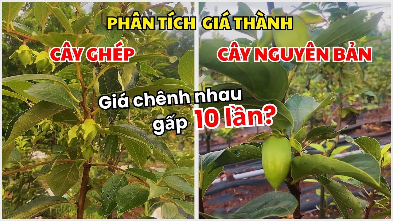 Phân tích giá thành của Cây Ghép và Cây Nguyên Bản | Nhà vườn Lam Hồng