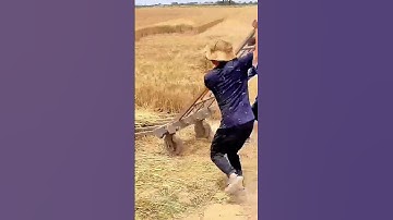 The process of pulling wheat, with good tools, can increase efficiency