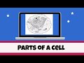 Cell Organelles And Their Functions