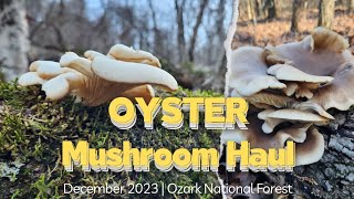 Massive Oyster Mushroom Haul