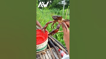 Red crab and small fish 🦀 #ahsanwild #shorts