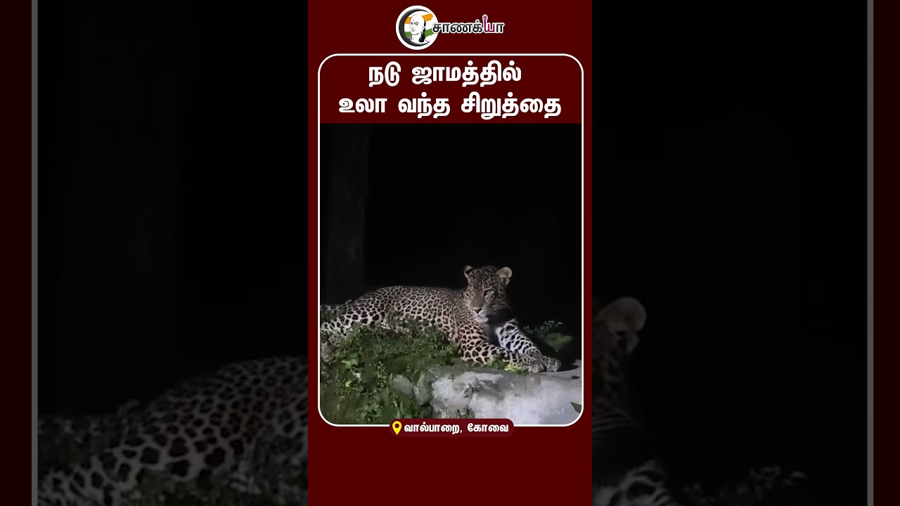 ⁣நடு ஜாமத்தில் உலா வந்த சிறுத்தை | #shorts | #chanakyaa