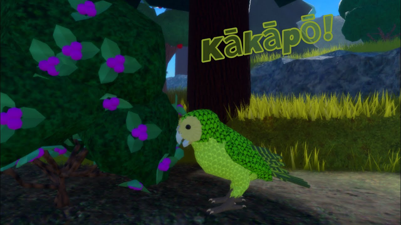 New Zealand parrots!!!/Feather Family Update