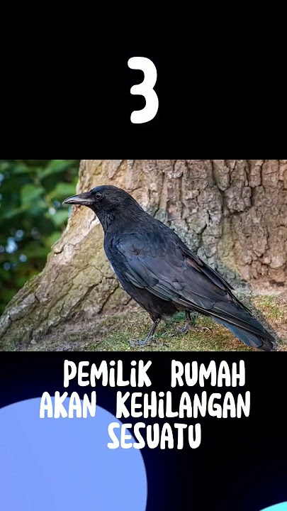 5 mitos burung gagak bikin merinding #shorts #top5 #burunggagak #mitosburunggagak