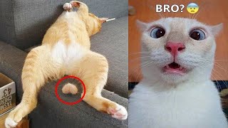 Funniest Animals 2023 😁 New Funny Cats and Dogs 😻🐶 Part 12