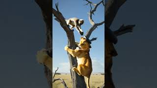 Monkey escape plan from lion| pan on head 😂