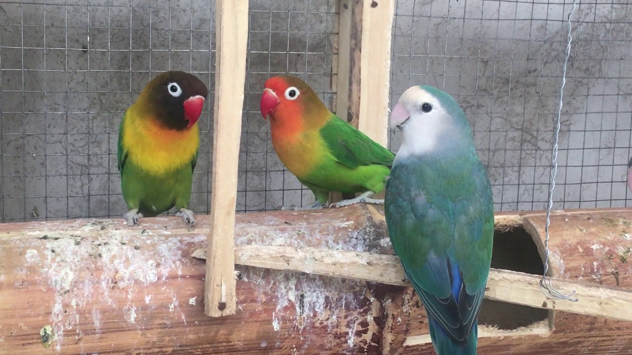 Lovebird Sounds| Birds Sounds | Amazing Sounds 2020 