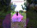 Goodbye for you #SwanLake #DanceVibes #ballerina