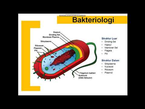 BAKTERIOLOGI - Morfologi dan Perkembangbiakan Bakteri Part 1