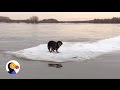 Incredible Dog Rescue: Dog Stranded on Ice Saved by Heroes | The Dodo