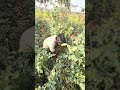A farmer is picking roses